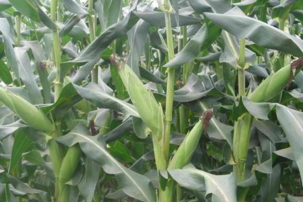 吉农大300玉米种子特征特性，中抗茎腐病
