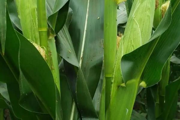 金农155玉米种子简介，适宜种植密度4500株/亩