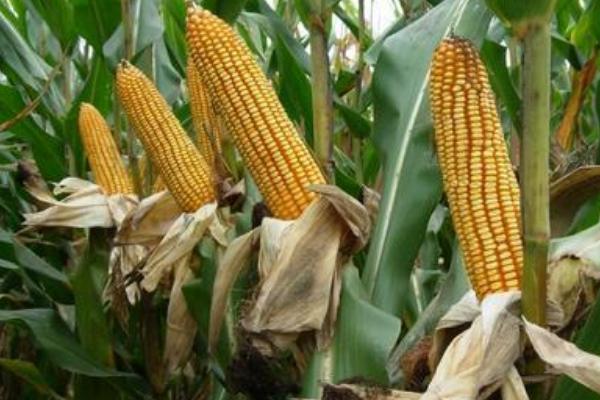 利华616玉米种子特征特性，适宜区4月下旬至5月上旬播种