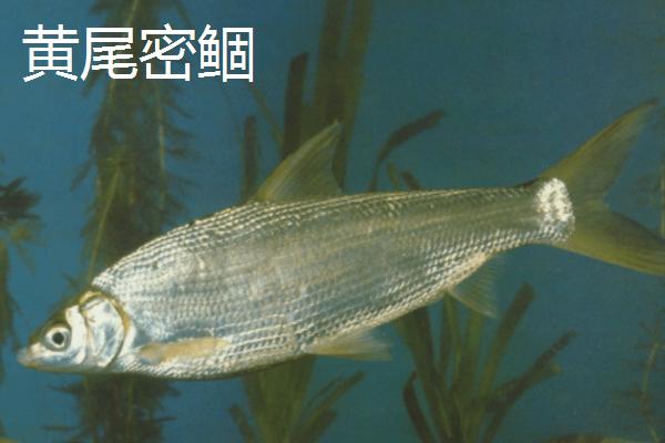 黄尾鱼是什么鱼，是中小型淡水鱼类