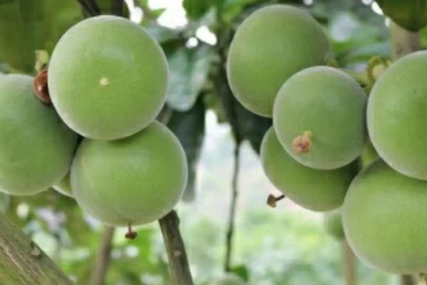 柚子什么时候成熟，通常是在10-11月时成熟