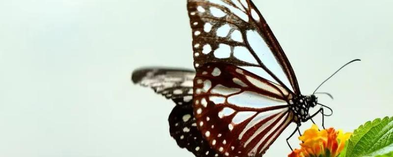 蝴蝶用什么器官辨别食物，蝴蝶的味觉器官却长在脚上