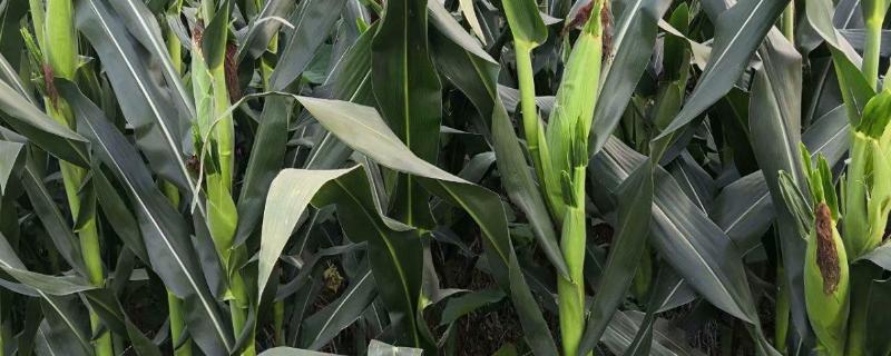 普糯2号玉米种子介绍，在中上等肥力地块种植