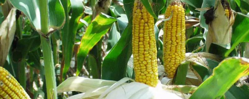普糯1号玉米种子特征特性，在中上等肥力地块种植