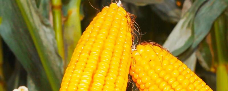 昭糯6号玉米种子特点，在中上等肥力地块种植