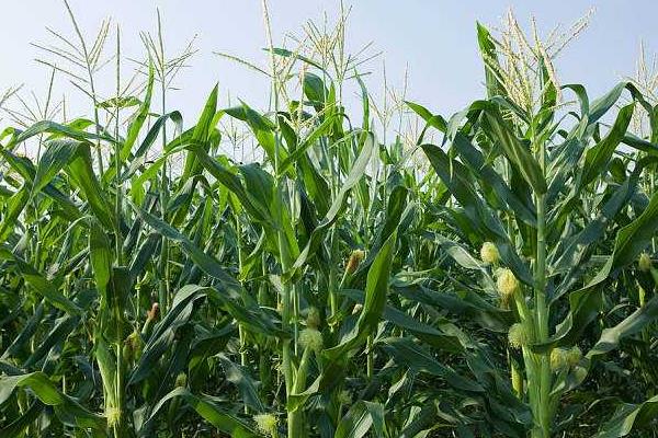 斯达糯61玉米种子特征特性，亩种植密度3500株