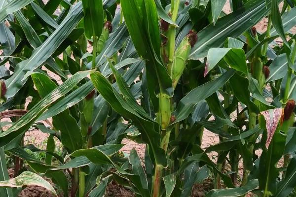 斯达糯61玉米种子特征特性，亩种植密度3500株