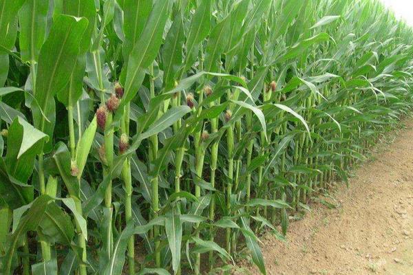 奎玉168玉米种子介绍，种植密度建议4000株/亩