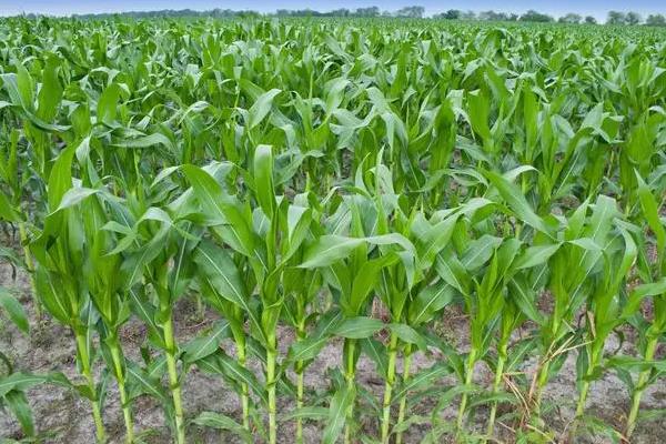 亚象819玉米种子特征特性，应选择中等以上肥力地块种植