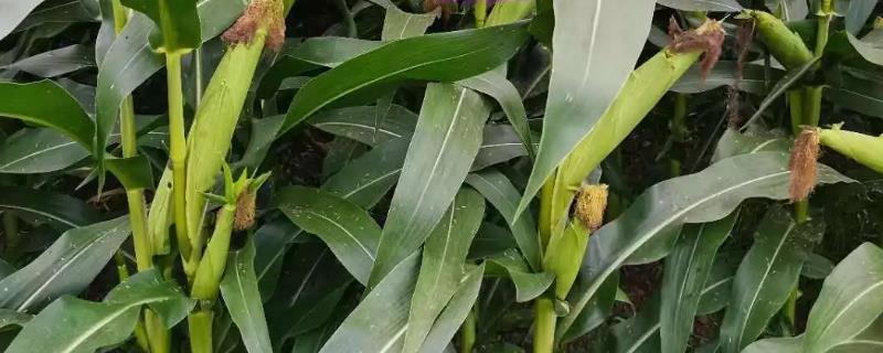 奎玉168玉米种子介绍，种植密度建议4000株/亩