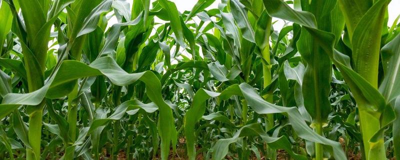 亚象819玉米种子特征特性，应选择中等以上肥力地块种植