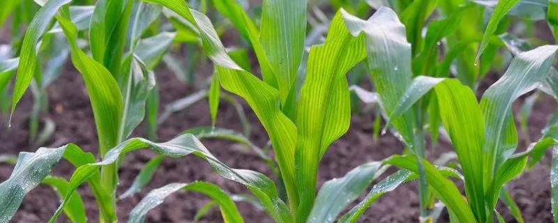 宣晟8号玉米种子特征特性，高抗穗腐病