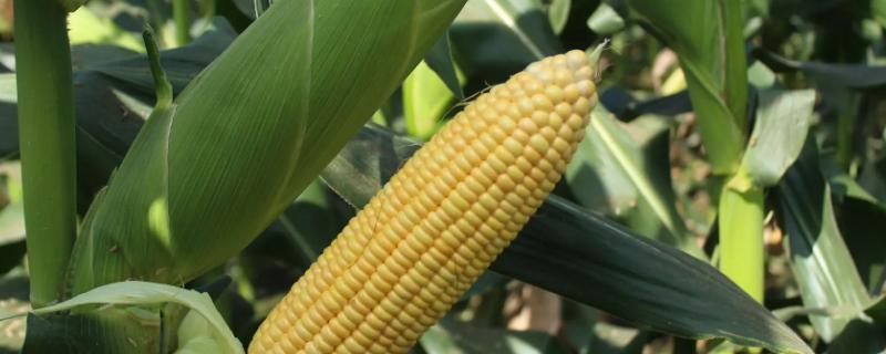 云瑞971玉米种子特征特性，平均生育期118.6天