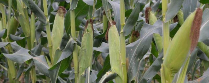 山地王11玉米种子特点，平均生育期127.2天