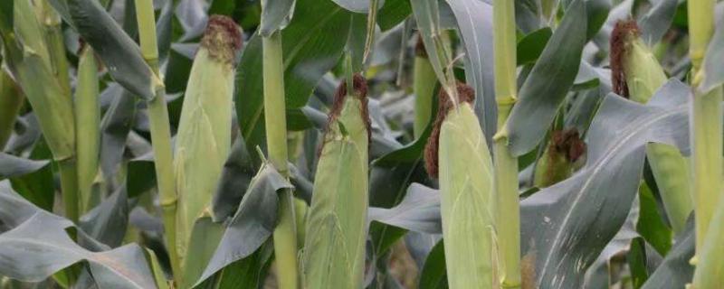 锦华158玉米品种的特性，中抗小光壳叶斑病