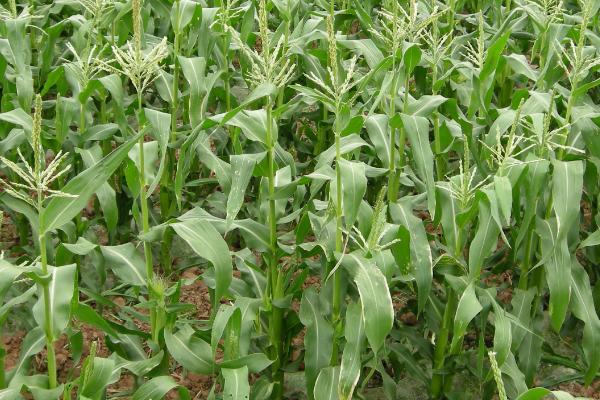 瑞农9号玉米品种的特性，每亩用15千克尿素