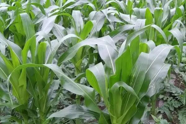 丹诚101玉米种子特点，种植密度3500-4000株