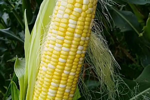 丹诚101玉米种子特点，种植密度3500-4000株