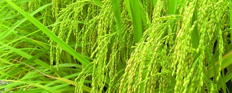 滇籼糯18水稻种子特点，中抗稻瘟病（5级MR）