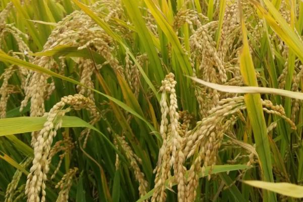 滇禾优91水稻品种的特性，中抗白叶枯病