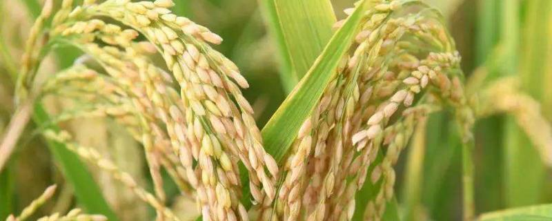 滇禾优911水稻种子介绍，全生育期166.8天