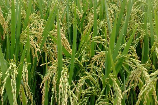 滇禾优901水稻品种的特性，综合防治病虫害
