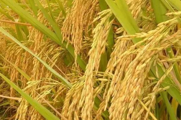 滇禾优91水稻品种的特性，中抗白叶枯病