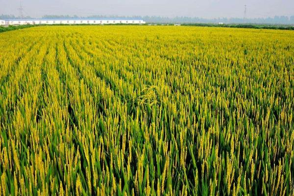 丽粳24号水稻种子特点，三月下旬播种