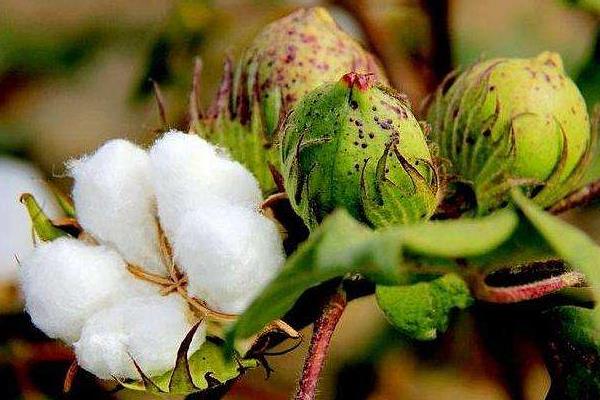 五师16-15棉花种子特点，非转基因早熟常规棉品种