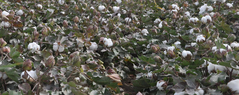 德棉16号棉花种子特征特性，育苗移栽4月初播种