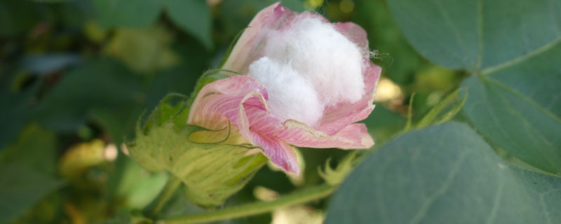 冀棉803棉花品种的特性，高抗枯萎病（病指4.9）