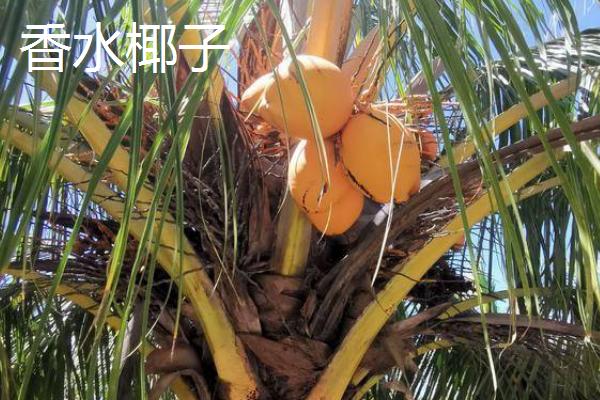 中国椰子的主产地，主产于海南、台湾、云南等省份