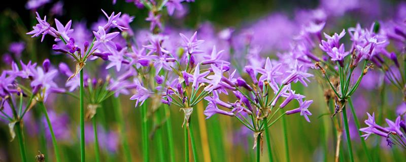 紫娇花什么时候开花，温暖环境下几乎全年均可开花