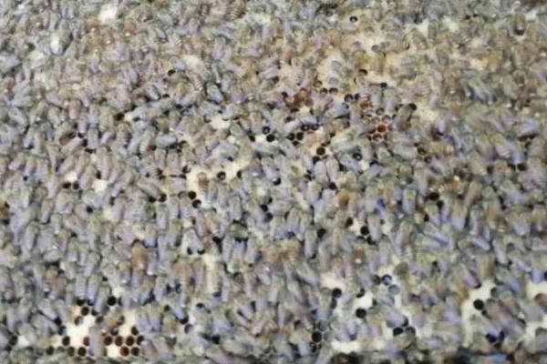 介王时蜂王可以关多久，可以关1-2天