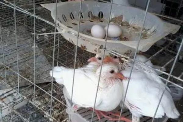 鸽子做窝了要隔多久才产蛋，通常需要3-4天左右