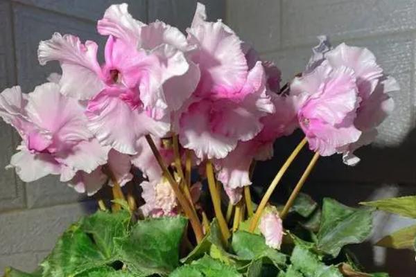 喜阴耐寒的室内植物花卉有哪些，常见的有茶花、风信子、郁金香等