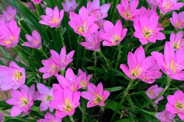 喜阴耐寒的室内植物花卉有哪些，常见的有茶花、风信子、郁金香等