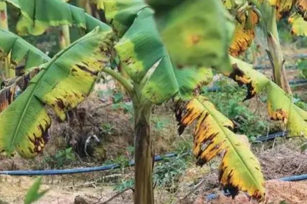 香蕉病虫害及防治方法，不同的病虫害采用不同的防治方法