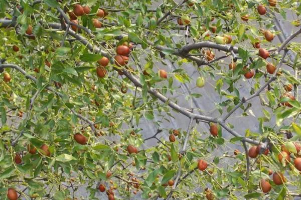 枣树锈病是什么原因导致的，湿度大的时期夏孢子会萌发侵入叶片导致发病