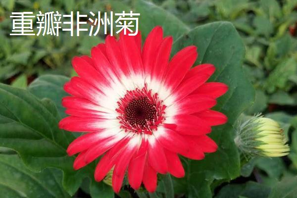 非洲菊病毒病的原因及防治方法，分为斑萎病、花叶病和斑驳病