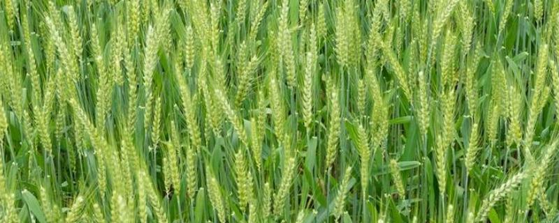 小麦贪青晚熟会不会高产，这种现象会降低小麦产量