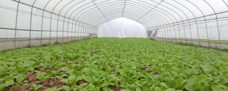 温室大棚蔬菜灭虫方法，在阴雨天和湿度大时不可喷药