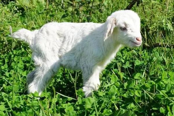 刚出生的小羊不吃奶怎么回事，可能是体质较弱导致的