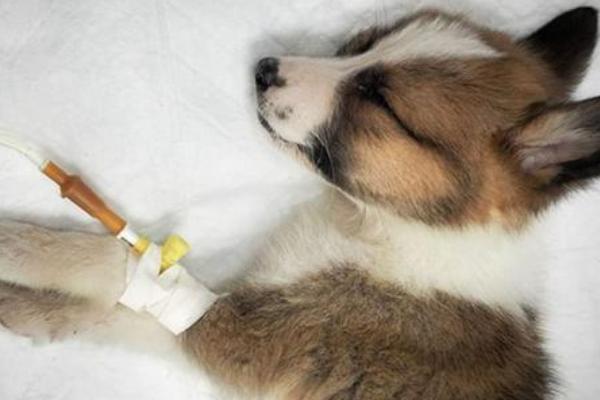 犬瘟热介绍，主要感染犬科动物