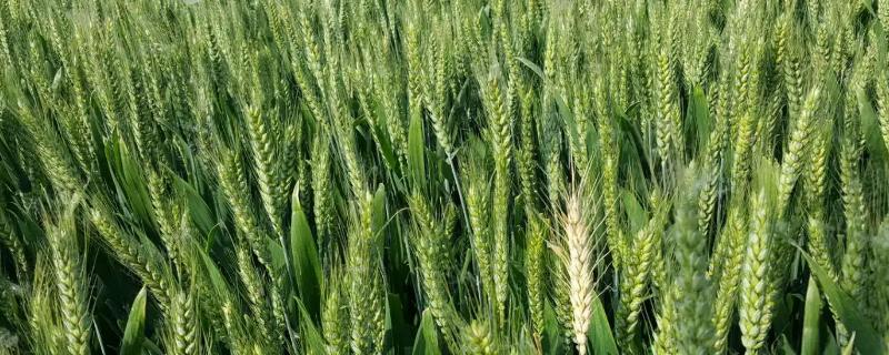 武农988小麦种子简介，适宜播期10月上中旬