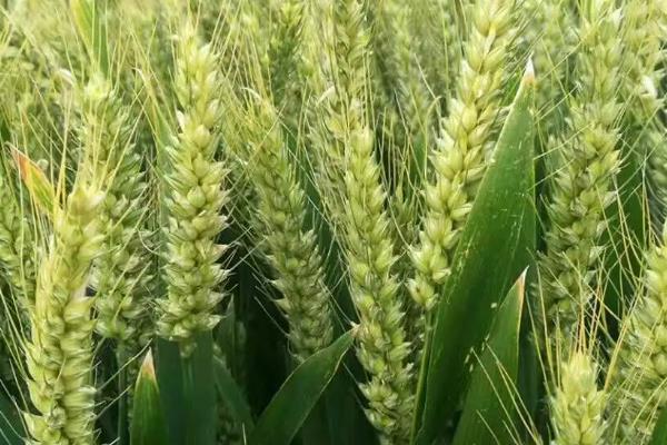 武农981小麦种子简介，适宜播期10月上中旬
