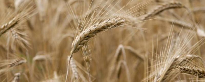 苑丰12小麦种子特征特性，适宜播期10月上中旬