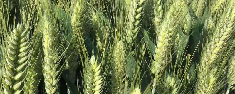 成麦791小麦品种的特性，全生育期223.1天