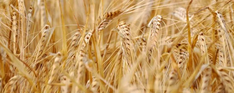漯麦116小麦种子简介，适宜播期10月上中旬