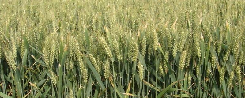 苏研麦658小麦种子介绍，适宜播期10月中下旬